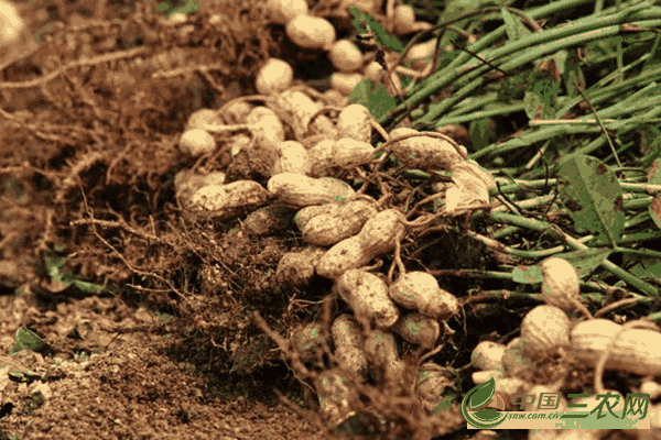 种植高产花生的田间管理要点